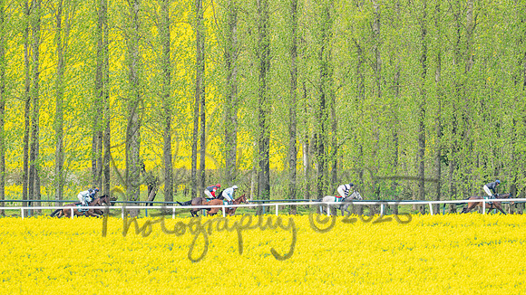Race 2 - Young Horse Maiden 2m 5f (49 of 117)