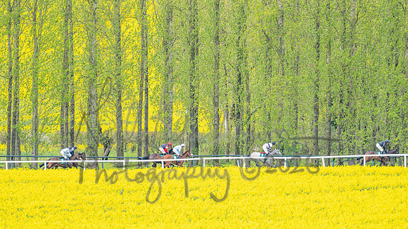 Race 2 - Young Horse Maiden 2m 5f (50 of 117)