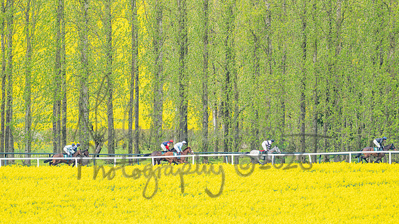 Race 2 - Young Horse Maiden 2m 5f (51 of 117)
