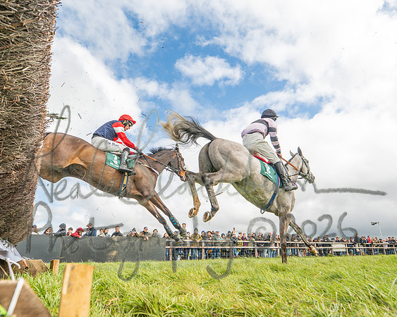 Race 2 - Young Horse Maiden 2m 5f (56 of 117)