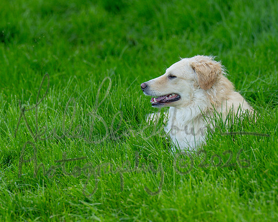 Mr Po (3 of 3)