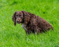 Merlin (1 of 1)