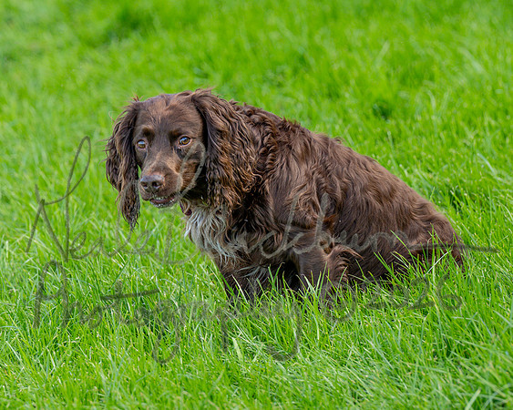 Merlin (1 of 1)