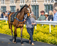 Race 1 - Connolly's Red Mills (11 of 86)