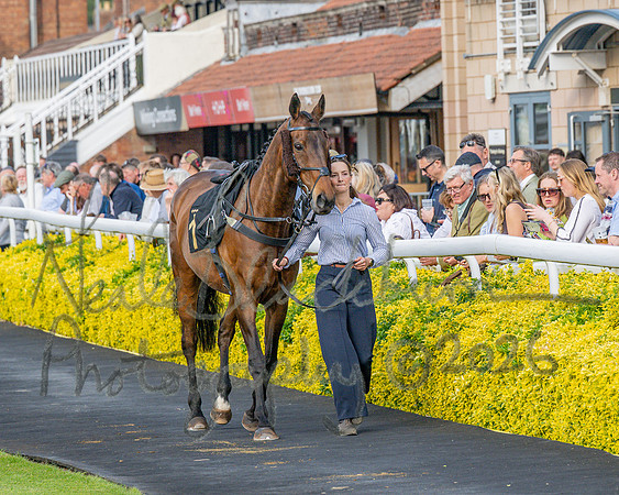 Race 3 - GB Pointing Open (4 of 53)