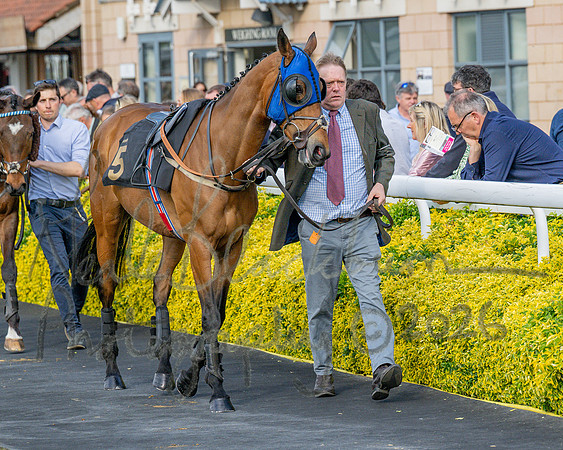 Race 3 - GB Pointing Open (7 of 53)