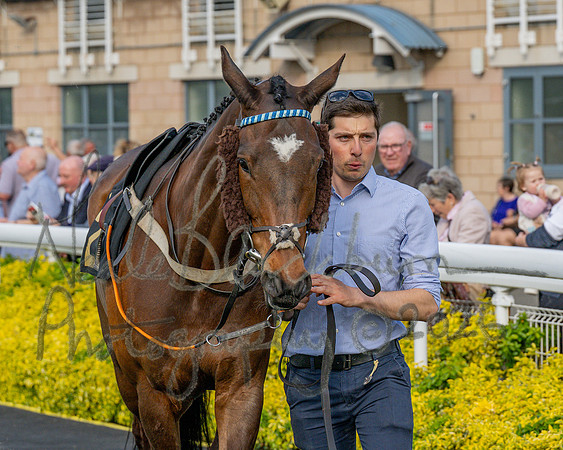 Race 3 - GB Pointing Open (8 of 53)