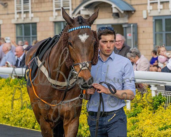 Race 3 - GB Pointing Open (9 of 53)