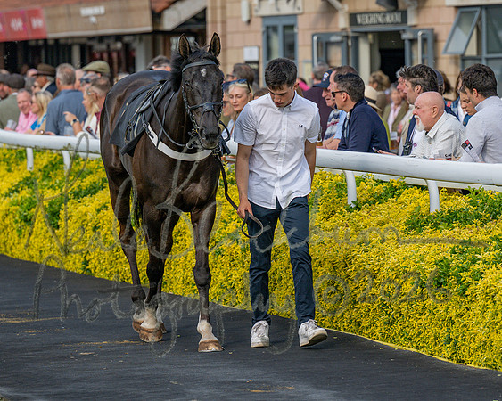 Race 3 - GB Pointing Open (10 of 53)