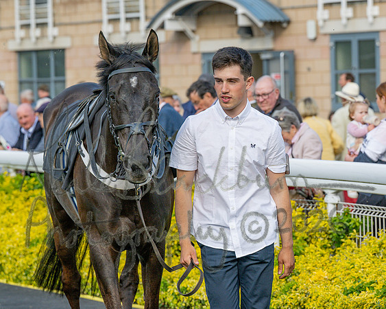 Race 3 - GB Pointing Open (12 of 53)