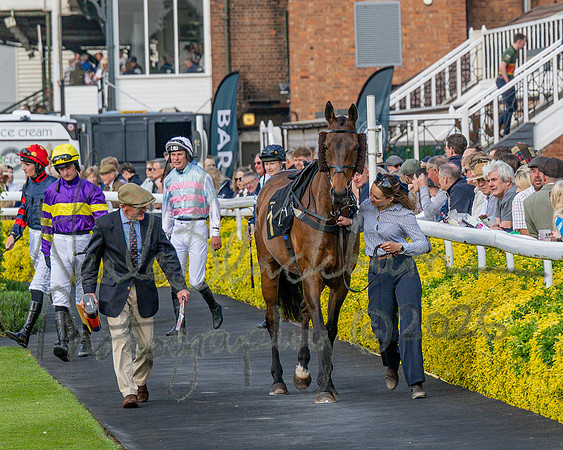 Race 3 - GB Pointing Open (15 of 53)