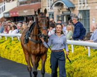 Race 3 - GB Pointing Open (16 of 53)