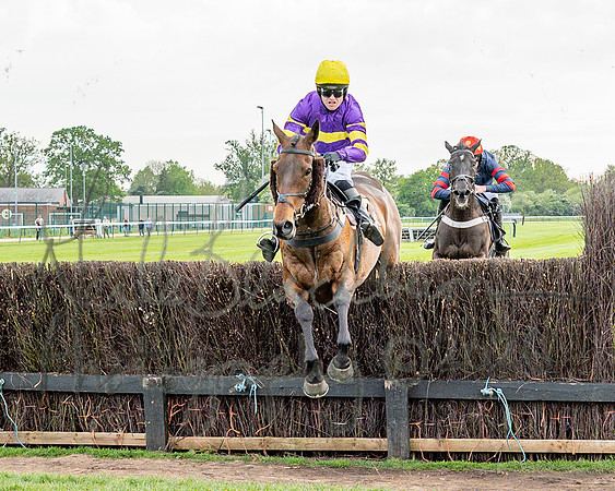 Race 3 - GB Pointing Open (31 of 53)