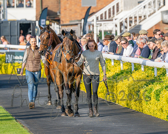 Race 5 - Mares Open (17 of 105)