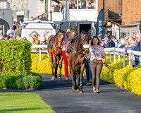 Race 5 - Mares Open (18 of 105)