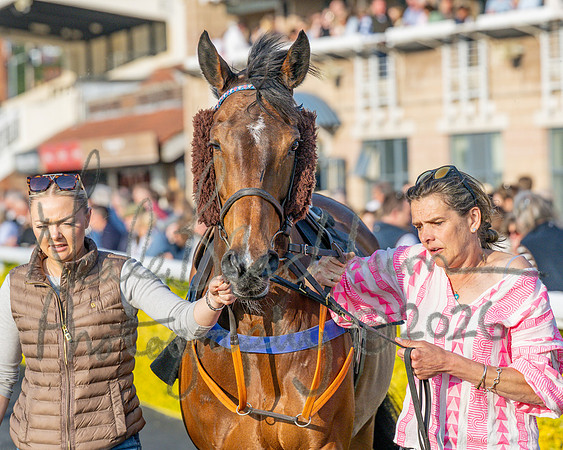 Race 5 - Mares Open (19 of 105)