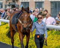 Race 2 - The Pertemps Network Intermediate- (14 of 91)