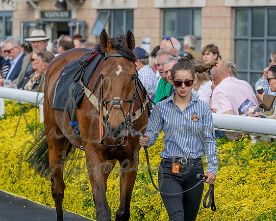Race 2 - The Pertemps Network Intermediate- (14 of 91)