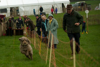 1 -Terrier Races 20