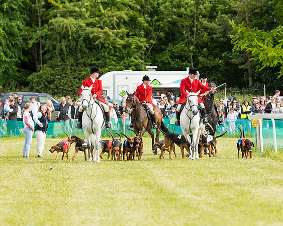 Hound Race  (2 of 49)