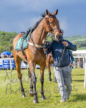 Race 5 - Restricted (30 of 151)