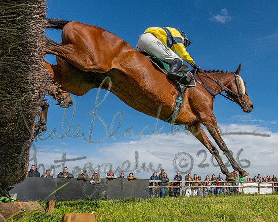 Race 5 - Restricted (100 of 151)
