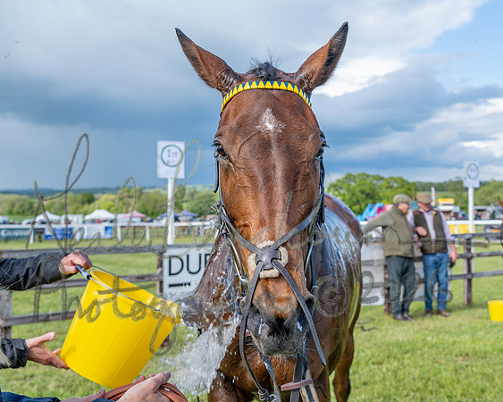 Race 5 - Restricted (142 of 151)