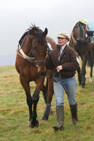 Young Horse Maiden  3