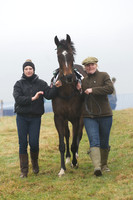 Young Horse Maiden  7