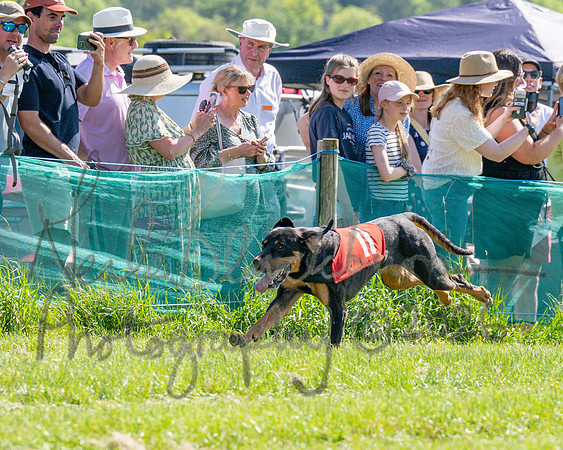The Berks and Bucks Draghound race (4 of 12)