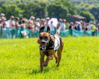 The Berks and Bucks Draghound race (10 of 12)