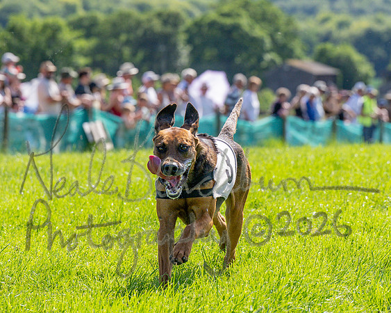The Berks and Bucks Draghound race (10 of 12)