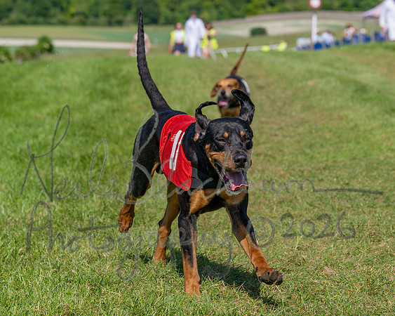 The Berks and Bucks Draghound race (12 of 12)