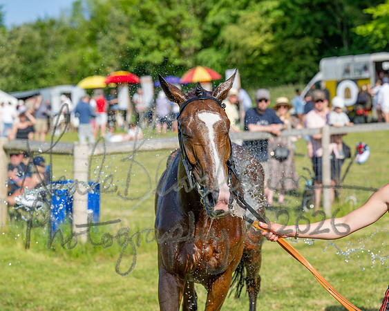 Race 5 - The Restricted (96 of 103)