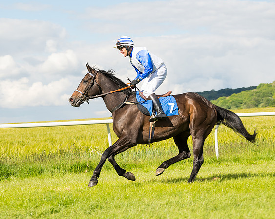 Race 5 - Restricted  (19 of 136)