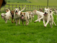 Hounds - 9