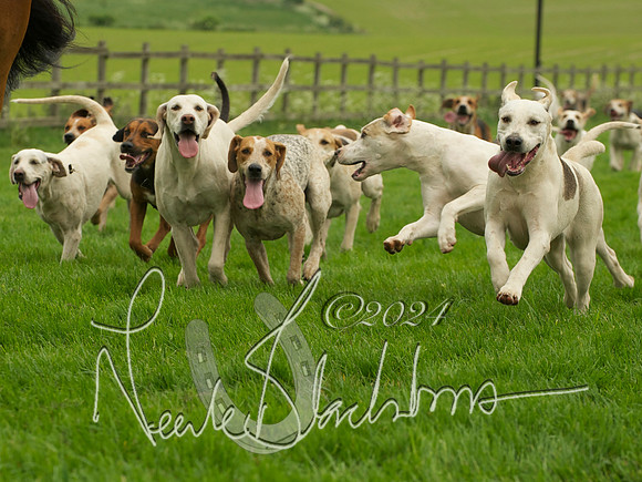 Hounds - 9
