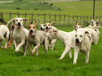 Hounds - 10