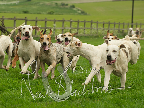 Hounds - 10