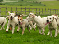Hounds - 11
