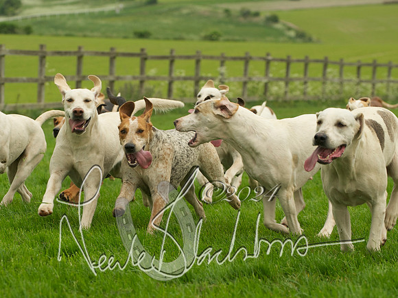 Hounds - 11