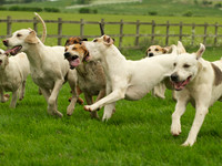 Hounds - 12
