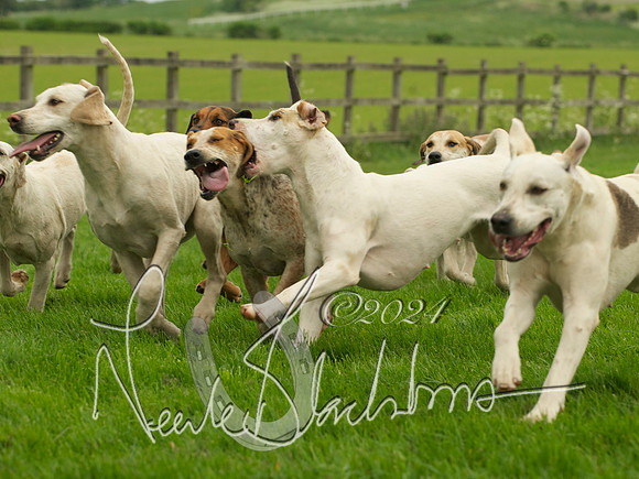 Hounds - 12
