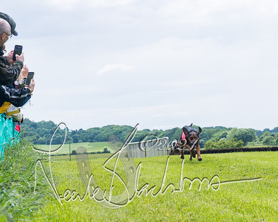 Race 7 - Hound Race etc (19 of 108)