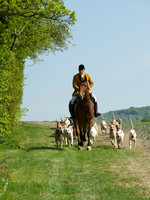 Hunt and Hounds 9