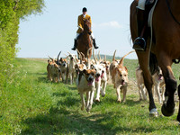 Hunt and Hounds 12