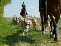 Hunt and Hounds 13