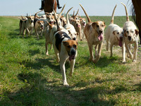 Hunt and Hounds 14