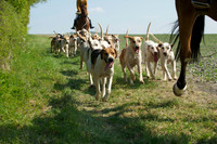 Hunt and Hounds 15