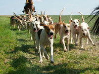 Hunt and Hounds 16